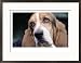 Basset Hound Framed Photographic Poster Print by Lynn Stone, 29x21