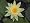 Pond Plant Starter Kit 1 Aquatic Marginal and Lilies