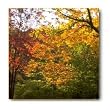 Ceramic Coaster Set - 4 pcs - Designer Coasters: Nature/Scene/ Scenery - (CCNA-158)