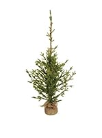 Evergreens Árbol De Navidad Verde