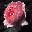 Brother Cadfael English Rose Bush, Five Gallon Container