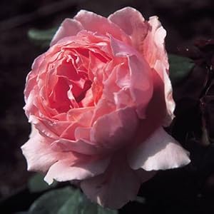 Brother Cadfael English Pink Rose Bush pink english rose bush Brother Cadfael