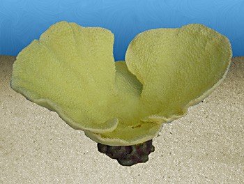 Nature's Image Artificial Corals: Bowl Turbinaria Yellow