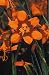 Emily Mckenzie Crocosmia 10 Bulbs - Very Hardy