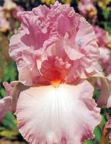 Beautiful Vision German Bearded Iris 1 Rhizome
