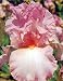 Kitchen & Housewares : Beautiful Vision German Bearded Iris 1 Rhizome - NEW!