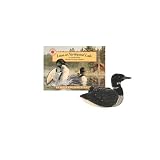 Loon at Northwood Lake with Plush (Smithsonian's Backyard)