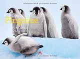 Produkt-Bild: Pinguine 2012