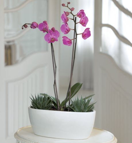 Indoor Orchid Garden