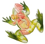 National Geographic Frog Dissection