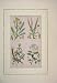 Plants Used Dyeing Woad Weld Sumach 1867 Hand Coloured