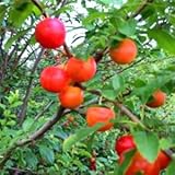 カルシウムの木（赤実）3.5号ポット[カルシウムを多く含む珍しい果樹][苗木]