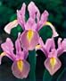 Rosario Dutch Iris 10 Bulbs - NEW - Soft Lilac Hue!