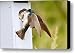 Fly In Meal Canvas Print / Canvas Art - Artist Carl Jackson