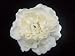 NEW Ivory Soft Full Peony Bloom Hair Flower Clip, Limited.