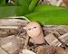 Water Sensor: Terra Cotta Worm Design 5 pack
