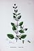 Botany Plants C1902 Common Balm Melissa Flowers Colour