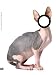 Hairless Sphynx Cat [Probably the Most Popular DVD Art Movie 2009]