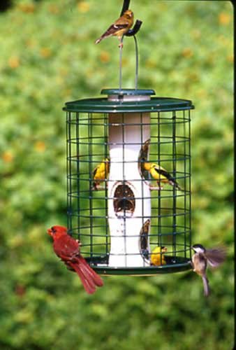 Vari-Crafts Mixed Seed 3 Squirrel Damage