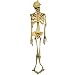 5 Foot Full Body Skeleton Prop