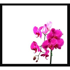 - ePhoto 6 x 9 ft White Photo Video Muslin Backdrop Backgrounds by ePhoto INC 6x9w