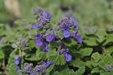 Nepeta little