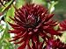 Close-Up of Deep Red Semi-Cactus Dahlia Taken in August in England Photographic Poster Print by Michael Black, 24x32