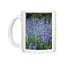 Photo Mugs of Lavender (Lavandula sp.) from Science Photo Library