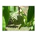 Sugar Apple Tree 8+ Seeds - Annona squamosa - Bonsai