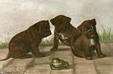 Friend Or Foe Etching Walker, J Hanson , Animals, Dogs Birds Engraving Intaglio