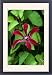 Framed Prints of DAD-1788 Gravetye Beauty - This clematis flowers from mid summer to from Ardea Wildlife Pets