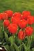 Unwins Bulbs - Tulip Bedding Apeldoorn 8 prepacked bulb(s)