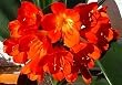 5 Dark Red Clivia Seeds - Rare - Easy to grow!