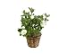Gardenia in Woven Basket- Ships Via 2-Day Air!