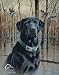 DUCKS UNLIMITED - Great Retrievers Metal Tin Sign 12.5W x 16H