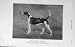 1912 Craven Vagabond Hound Dog Peterborough Show