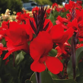 Outsidepride Red Canna Seeds - 10 seeds Outsidepride Red Canna Seeds - 10 seeds
