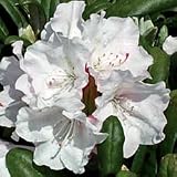 Rhododendron Plant - Rhododendron Pohjolas Daughter - Gallon
