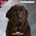 Newfoundland 2009 Wall Calendar