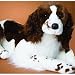 Duncan Springer Spaniel