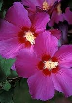 Violet Satin Hibiscus Rose of Sharon