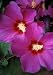 Violet Satin Hibiscus Rose of Sharon