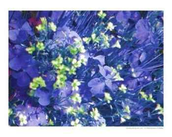 Blue charm Abstract Photographic Poster Print by Barbara A Kelley, 10x8