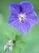 Cranesbill