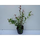 【ノーブランド品】 シャシャンボ 樹高0.2m前後 10.5cmポット 30本セット