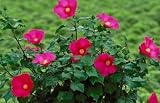 Confederate Rose Mallow Five Gallon Plant by Monrovia Growers