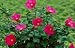 Confederate Rose Mallow Five Gallon Plant by Monrovia Growers
