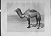 Arabian Riding Camel Or Dromedary Antique Print 1903