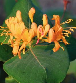 Yellow Honeysuckle