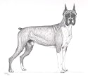 Original Boxer hand drawing